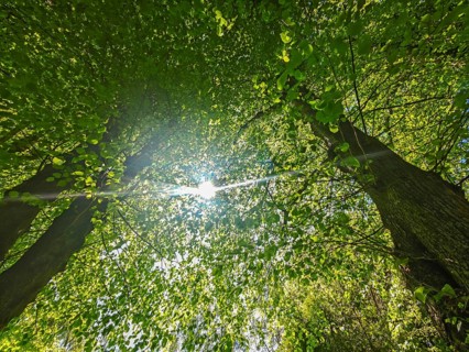 View upwards, tree avenue in Sieseby, forest of leaves, backlit photograph, sunbeams, Thumby,