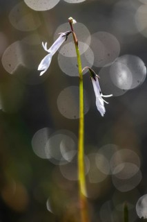 Water lobelia (Lobelia dortmanna), Emsland, Lower Saxony, Germany