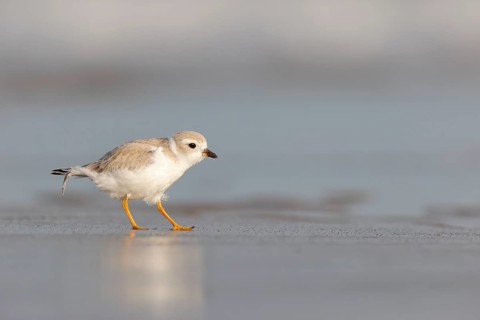 Piping Plover (Charadrius melodus) on the beach, Massachusetts, USA