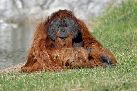 Sumatran orangutan (Pongo abelii) in captivity