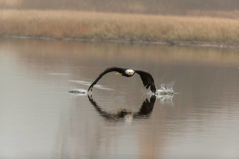 One Bald Eagle, Haliaeetus leucocephalus, flying over a small pond with reed gras on a foggy cold