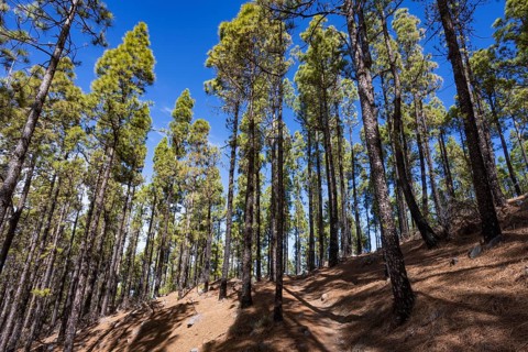 Pine forest around the summit of El Campanario, Gran Canaria, Canary Islands, Spain
