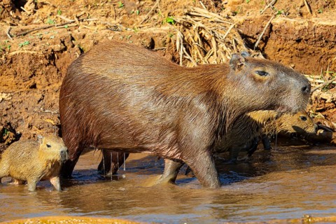 Capybara (Hydrochaeris hydrochaeris) Pantanal Brazil