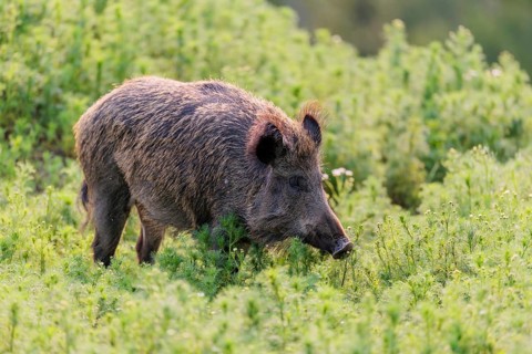 A wild boar (Sus scrofa) runs across a field of wild chamomile (Matricaria chamomilla). Bavaria,