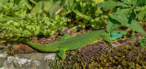 Western green lizard (Lacerta bilineata), resting on a stone of a dry stone wall, Neckar valley,