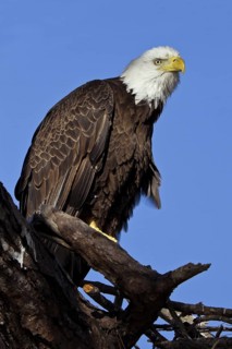 Bald Eagle (Haliaeetus leucocephalus), Florida, USA