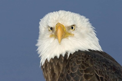 Bald Eagle (Haliaeetus leucocephalus), Alaska, USA