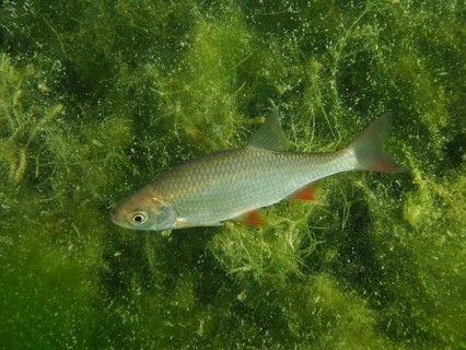 A rudd (Scardinius erythrophthalmus), redfin, roach, roach, roach, roach lead, surrounded by green