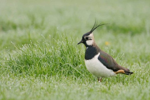 Northern Lapwing (Vanellus vanellus) male on grass field, North Rhine-Westphalia, Germany