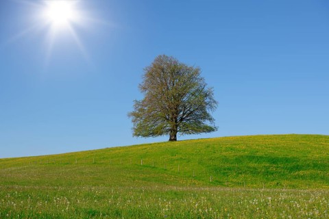 A single tree stands on a flowering hill under a clear blue sky with bright sunshine, copper beech