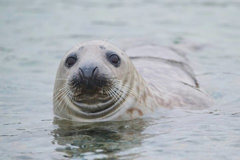 Grey seal (Halichoerus grypus) looking out of the water while swimming in the sea, Düne, Helgoland,