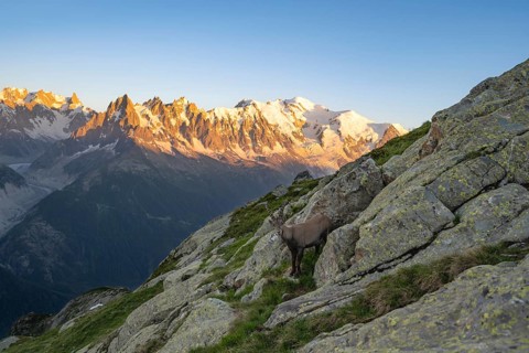 Alpine ibex (Capra ibex), adult male, in front of a mountain panorama at sunset, Grandes Jorasses