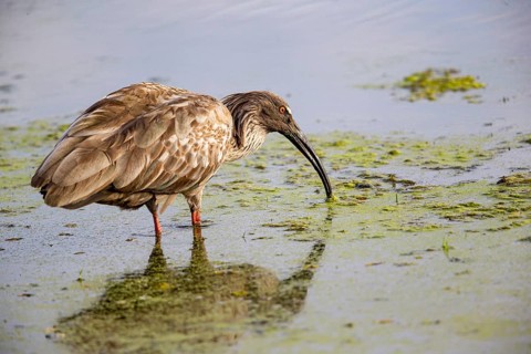 Plumbeous ibis (Harpiprion caerulescens) Pantanal Brazil