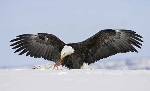 Bald Eagle (Haliaeetus leucocephalus), Alaska, USA