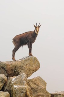 An adult male chamois (Rupicapra rupicapra) stands on a rock in dense fog at sunrise, illuminated
