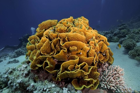 A large yellow lettuce coral (Turbinaria reniformis) rises in a diverse underwater landscape, dive
