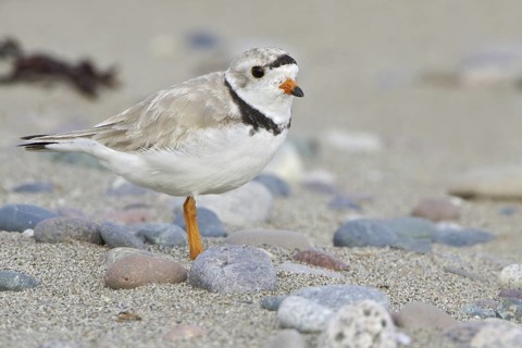 Piping Plover (Charadrius melodus), Newfoundland, Canada