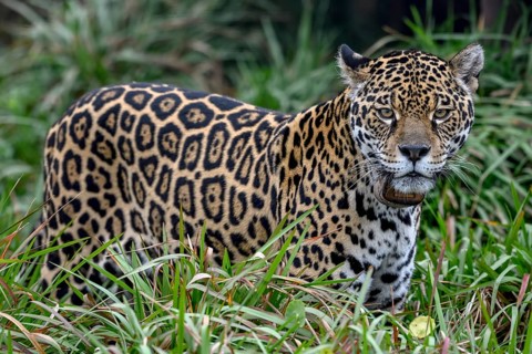 Jaguar (Panthera onca) with radio collar stands attentively in the tall grass, Conservation Land