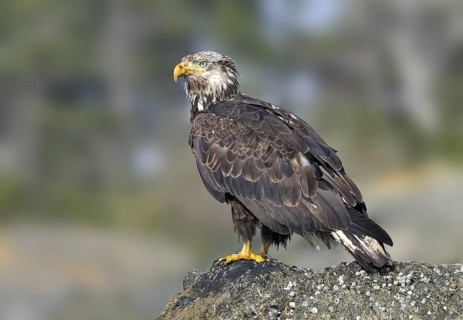 Bald Eagle (Haliaeetus leucocephalus), British Columbia, Canada