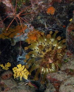 Club anemone (Telmatactis cricoides) with brown and yellow tentacles in a crevice. Dive site Roca