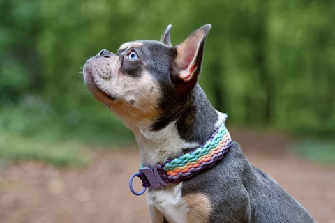Side view of lilac orange tan French Bulldog dog with long healthy nose and woven colorful paracord