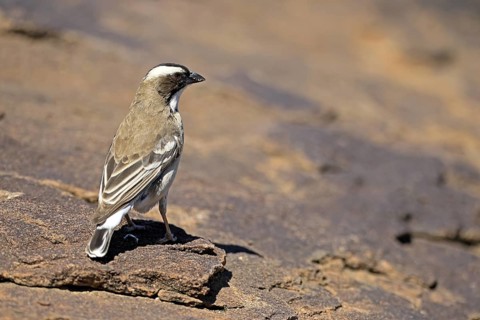White-browed Weaver (Plocepasser mahali), adult male, on the ground, alert, Mountain Zebra National