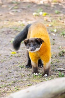 Yellow-throated marten (Martes flavigula) in a forest, captive, Germany