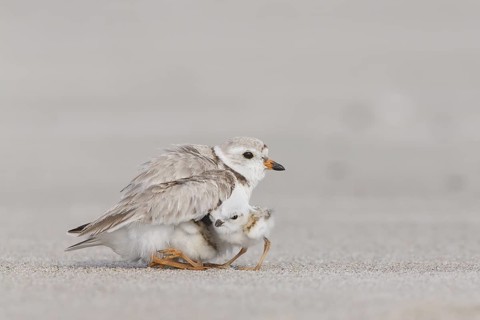 Piping Plover (Charadrius melodus) with chicks, Massachusetts, USA