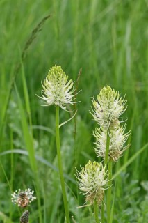 Spiked rampion (Phyteuma spicatum), greenish-white flowers in a forest clearing, Wilnsdorf, North