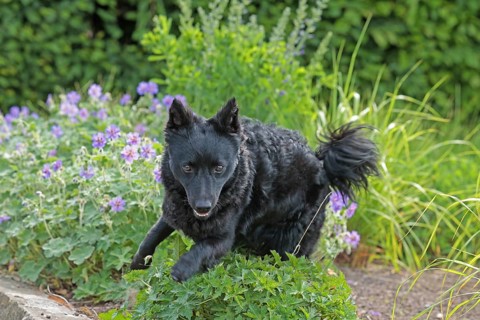Mudi, Hungarian Shepherd Dog, Very rare