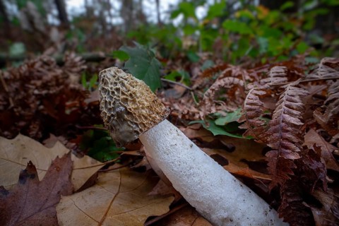 Common stinkhorn fungus (Phallus impudicus) in deciduous forest in autumn, fall