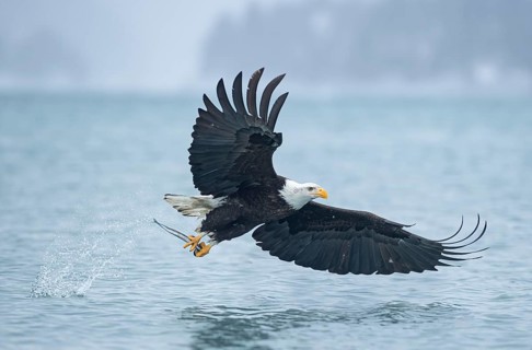 Bald Eagle (Haliaeetus leucocephalus) hunting, Alaska, USA