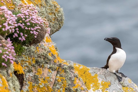 Razorbill (Alca torda islandica), Saltee Islands, Ireland