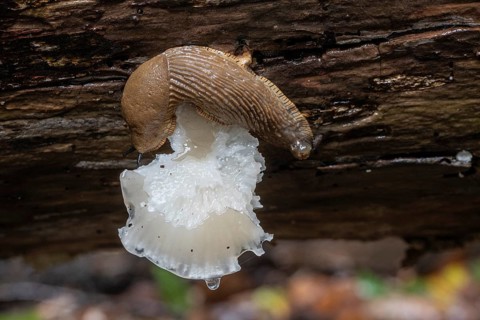 Spanish slug (Arion vulgaris) feeding on a mushroom, Emsland, Lower Saxony, Germany