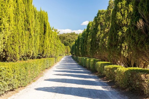 Avenue with columnar cypresses (Cupressus sempervirens) and hedges, Monteroni d'Arbia, Province of