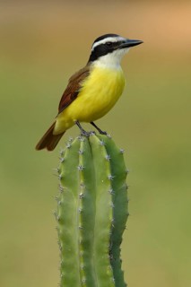 Great Kiskadee (Pitangus sulphuratus) perched on cactus, Texas, USA