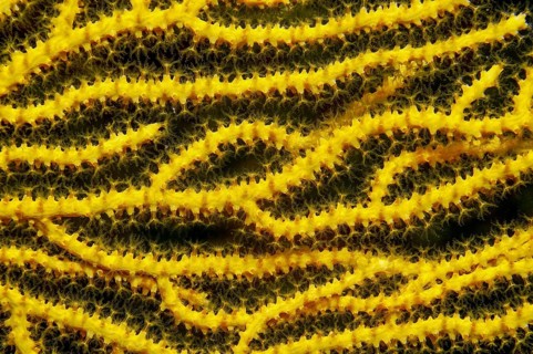 Close-up of arms branches of Yellow gorgonian (Eunicella cavolinii), fan coral with open