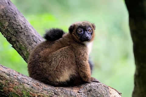 Red-bellied lemur (Eulemur rubriventer), adult, female, on tree trunk, alert, Madagascar