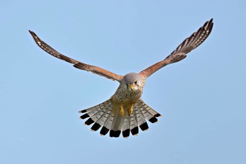 Kestrel (Falco tinnunculus), male, in flight, shaking, searching for prey, Canton Zug, Switzerland