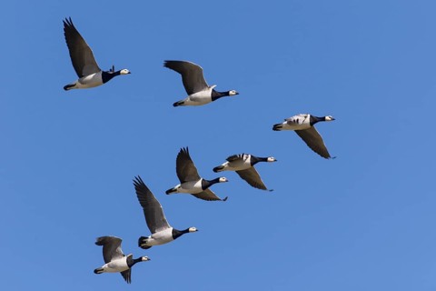 Barnacle Goose (Branta leucopsis) flock flying, Lower Saxony, Germany