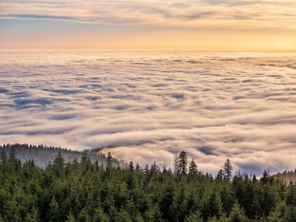 View from the summit of the Dreisesselberg (1333m) over forest and sea of fog in the evening light,