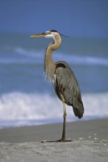 Great Blue Heron (Ardea herodias), Florida, USA