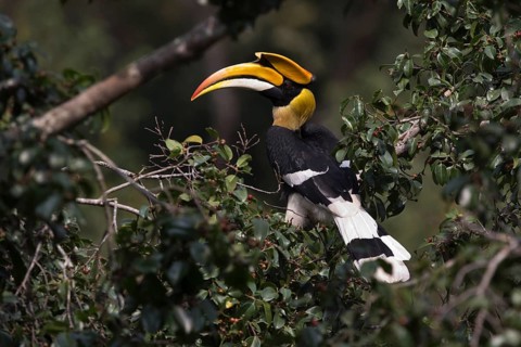 Great Hornbill (Buceros bicornis) male, Manas National Park, Bhutan
