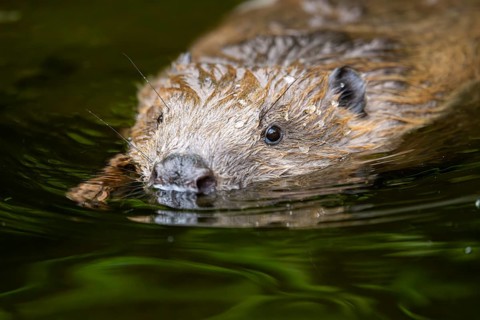 Eurasian beaver (Castor fiber) swimming on a lake, Bavaria, Germany