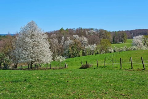 Spring landscape with blossoming cherry trees and green meadow under a clear sky, Pflaumheim,
