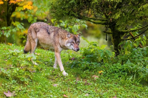 An adult male eurasian gray wolf (Canis lupus lupus) runs on hilly terrain on a green meadow,
