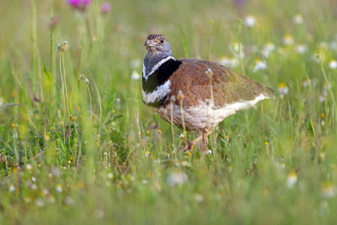 Little bustard (Tetrax tetrax) Outarde canepetière, Sisón Común, Hides De Calera / Great Bustard,