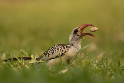 Western Red-billed Hornbill (Tockus kempi) eating peanut, Gambia