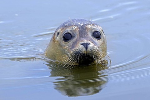 Young common seal, harbour seal (Phoca vitulina) close-up of juvenile swimming in the North Sea