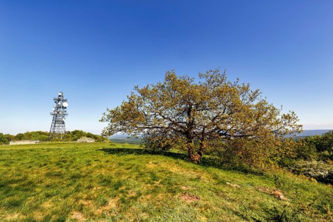 Single oak (Quercus), solitary oak and transmission mast on a mountain top, sunny spring weather,
